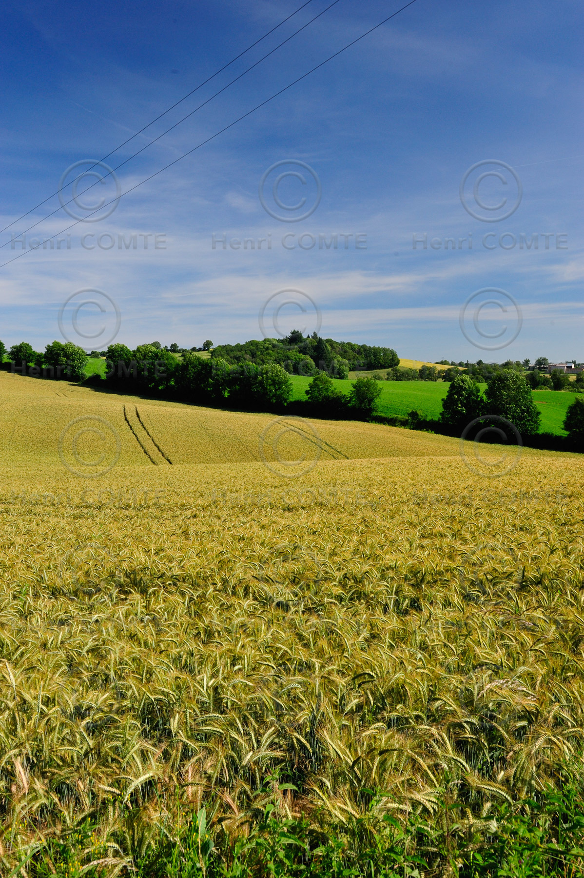 Champ de céréales dans le Levezou - Aveyron