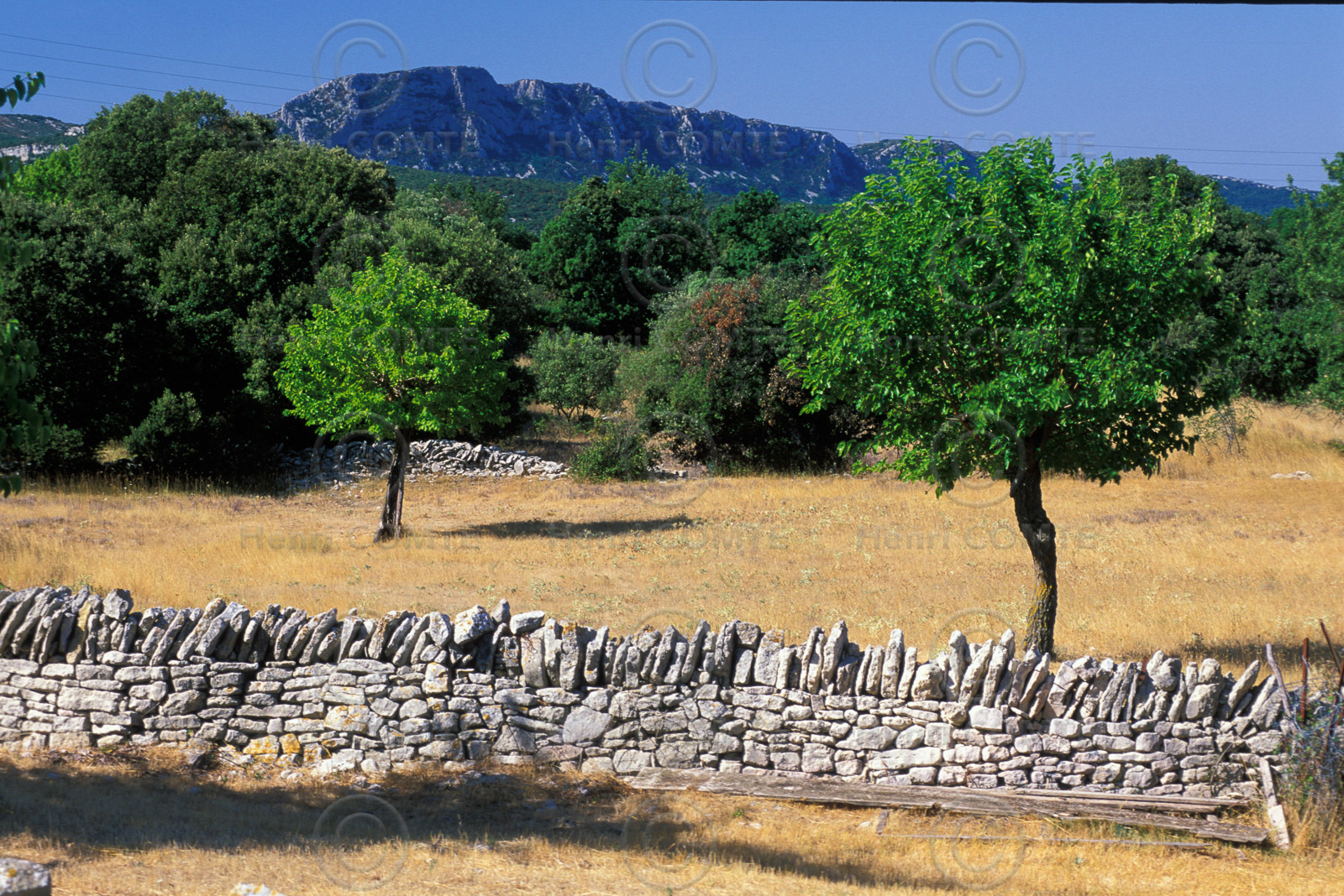 Pic Saint Loup