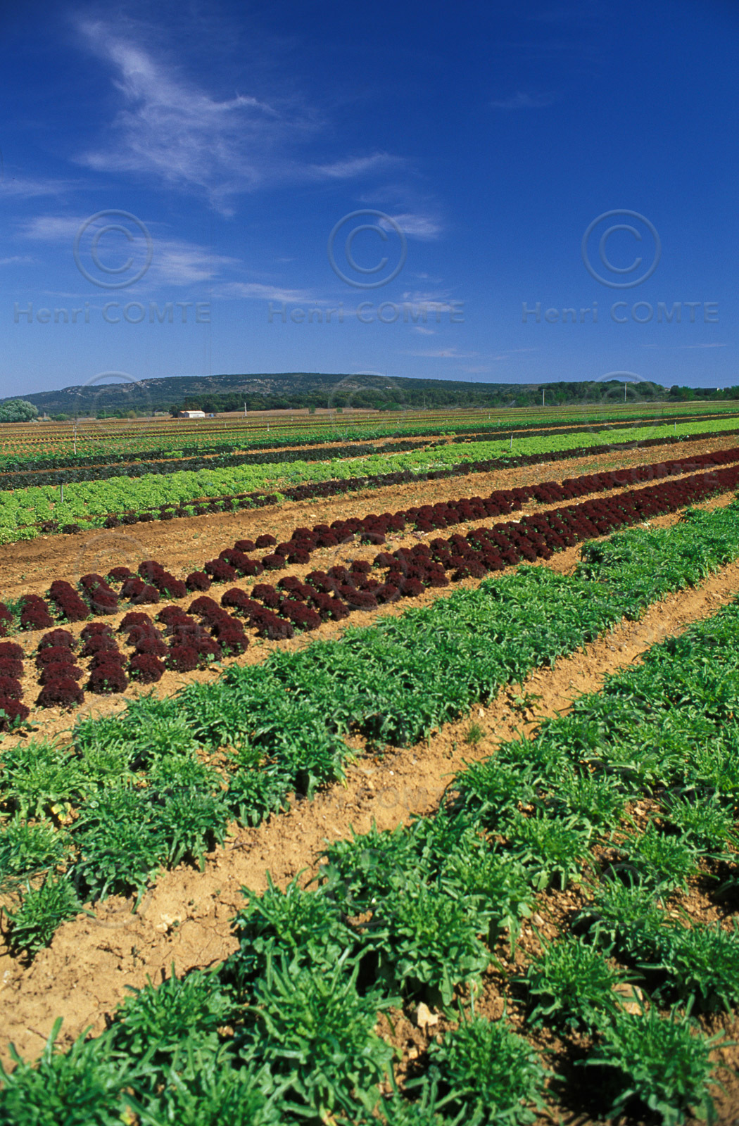 Agriculture