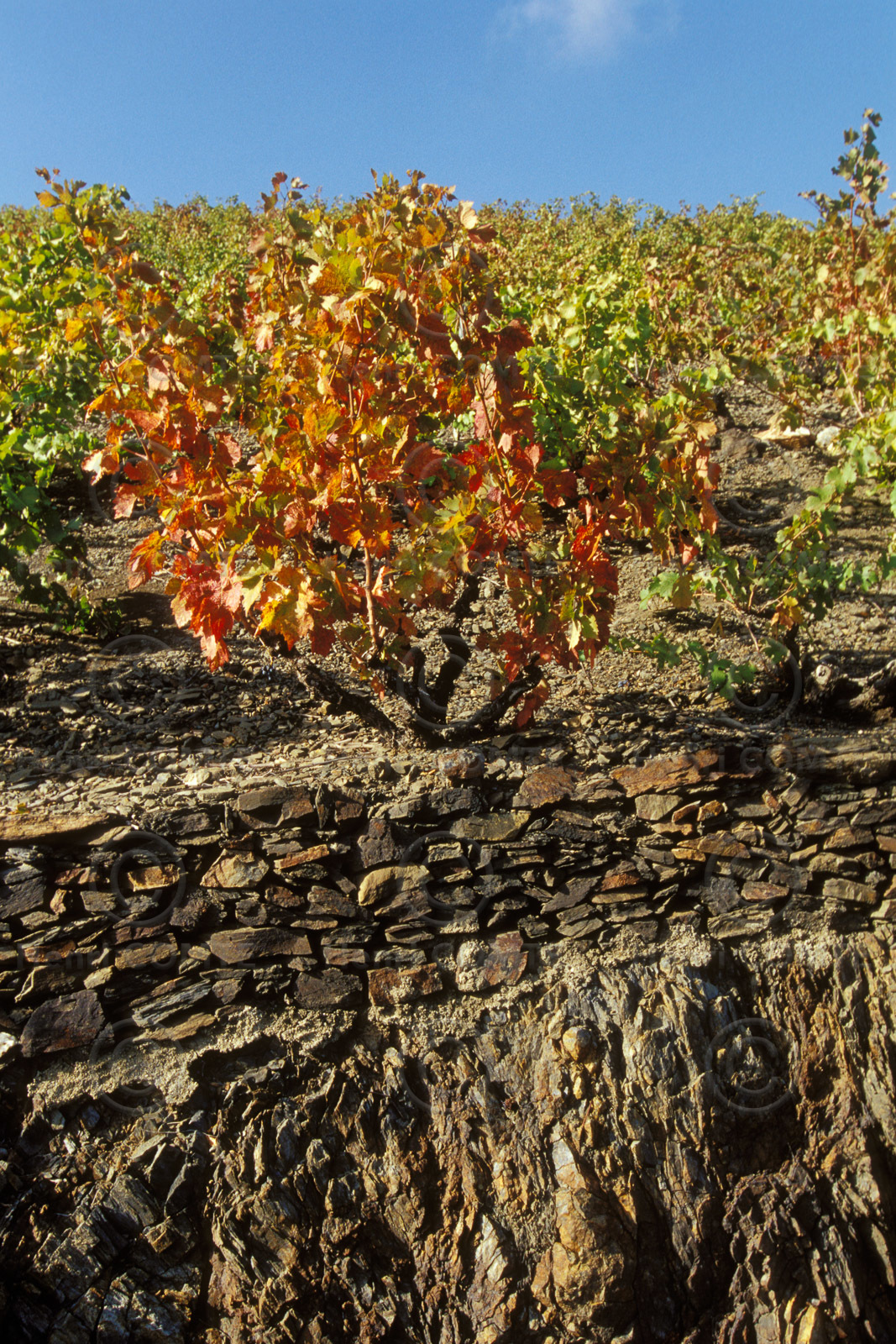 Vignoble du Roussillon