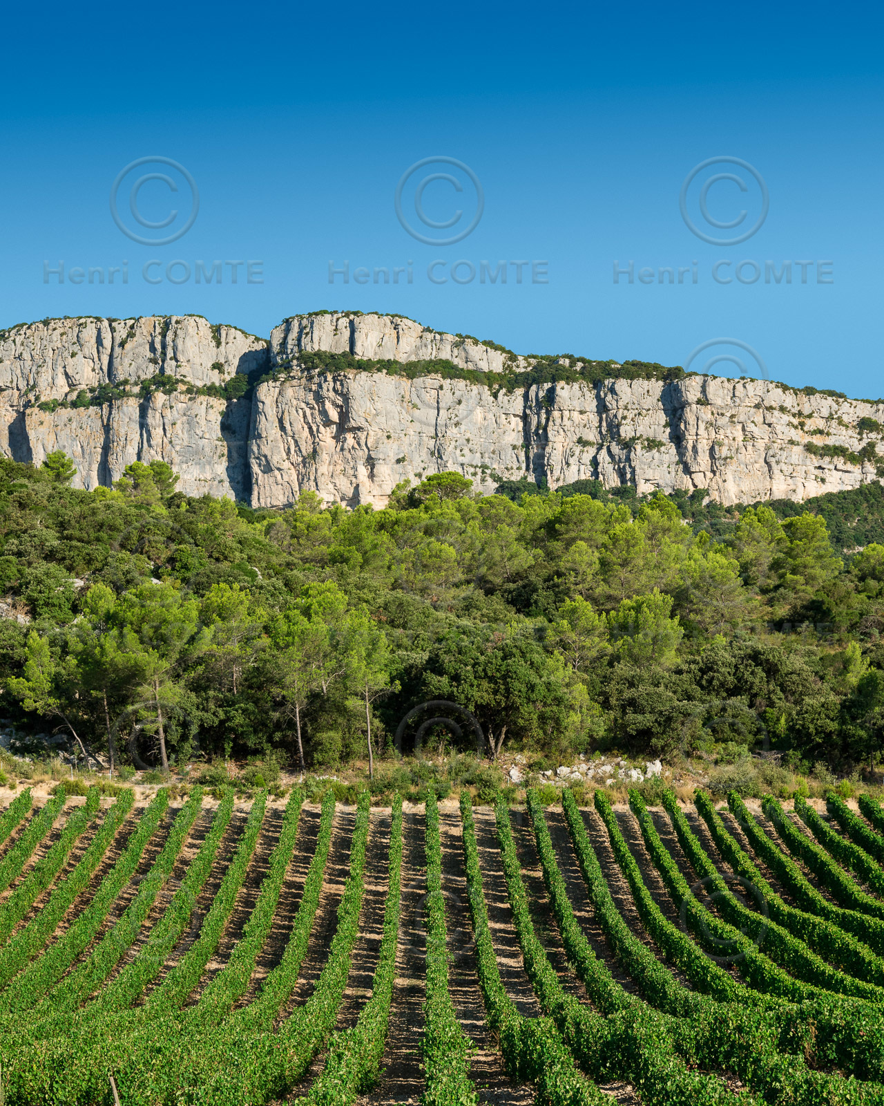 Vignoble Pic Saint Loup