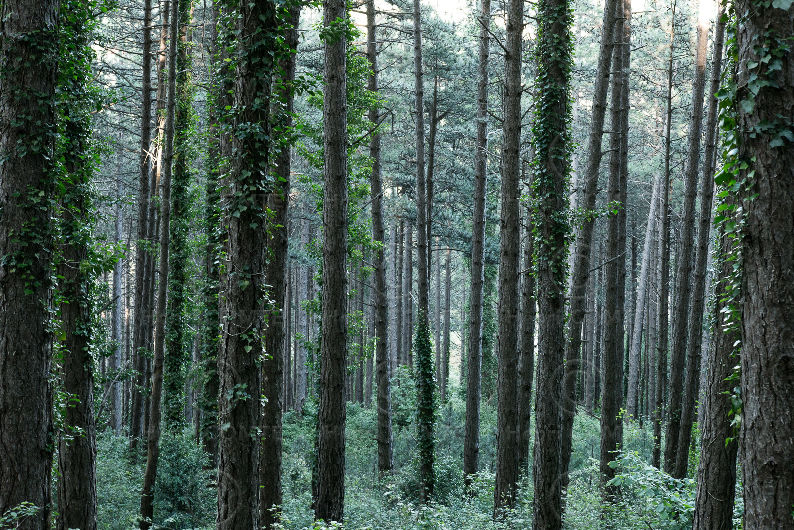 Foret