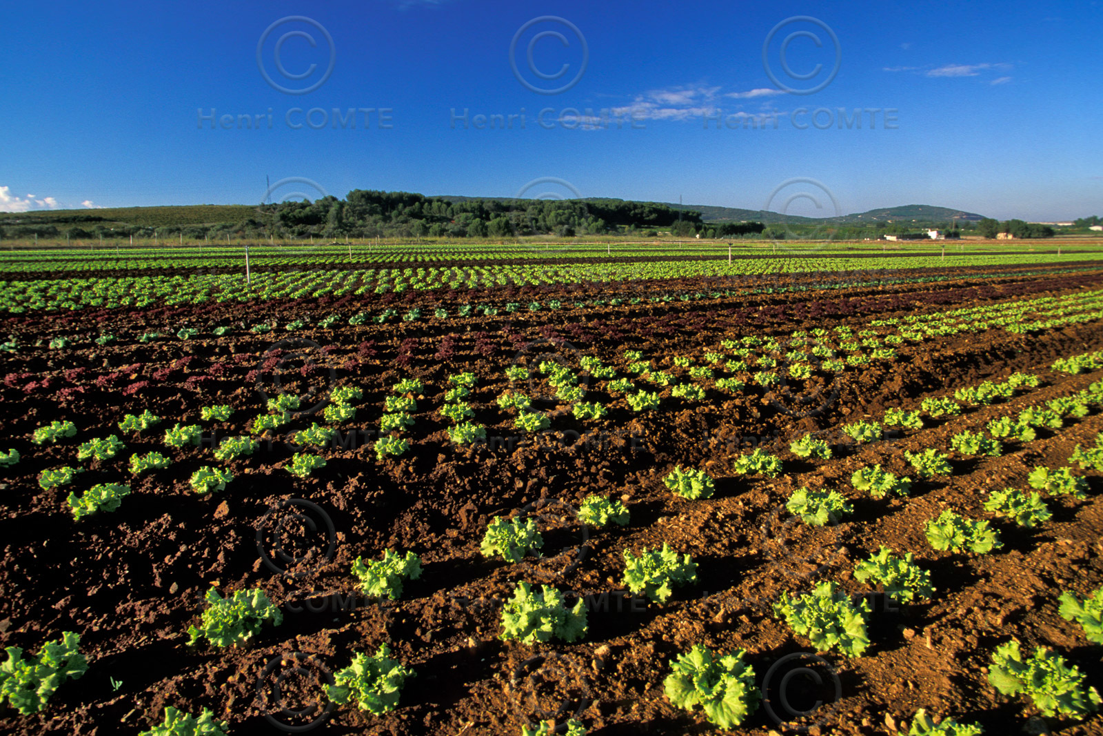Agriculture