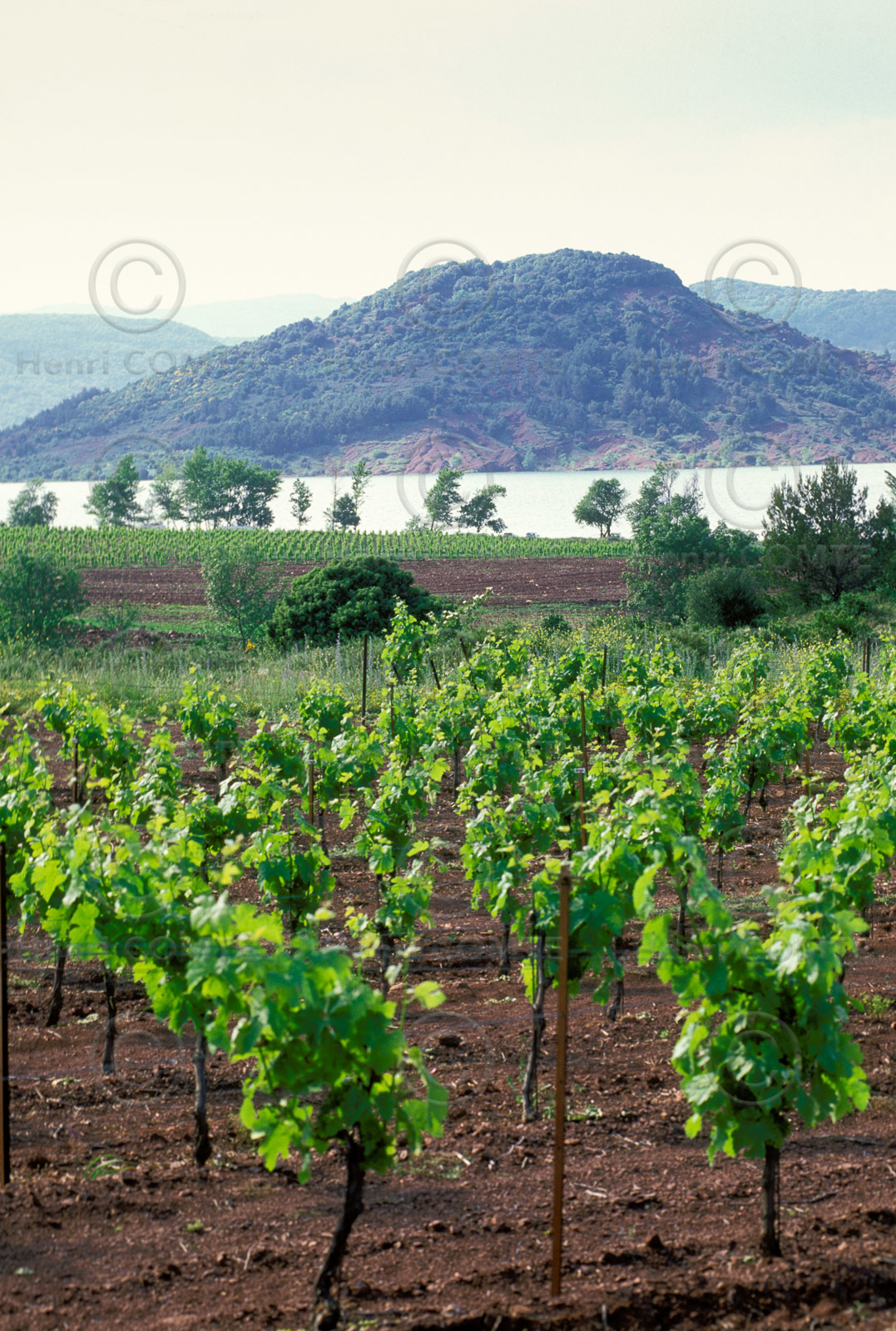 Vignoble du Salagou
