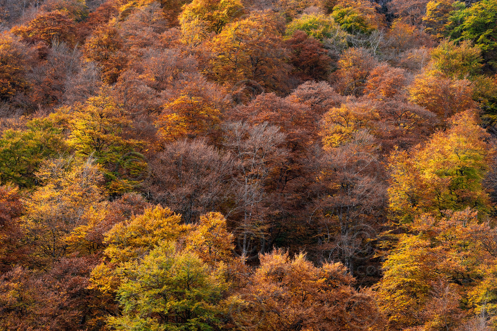 Foret à l'automne