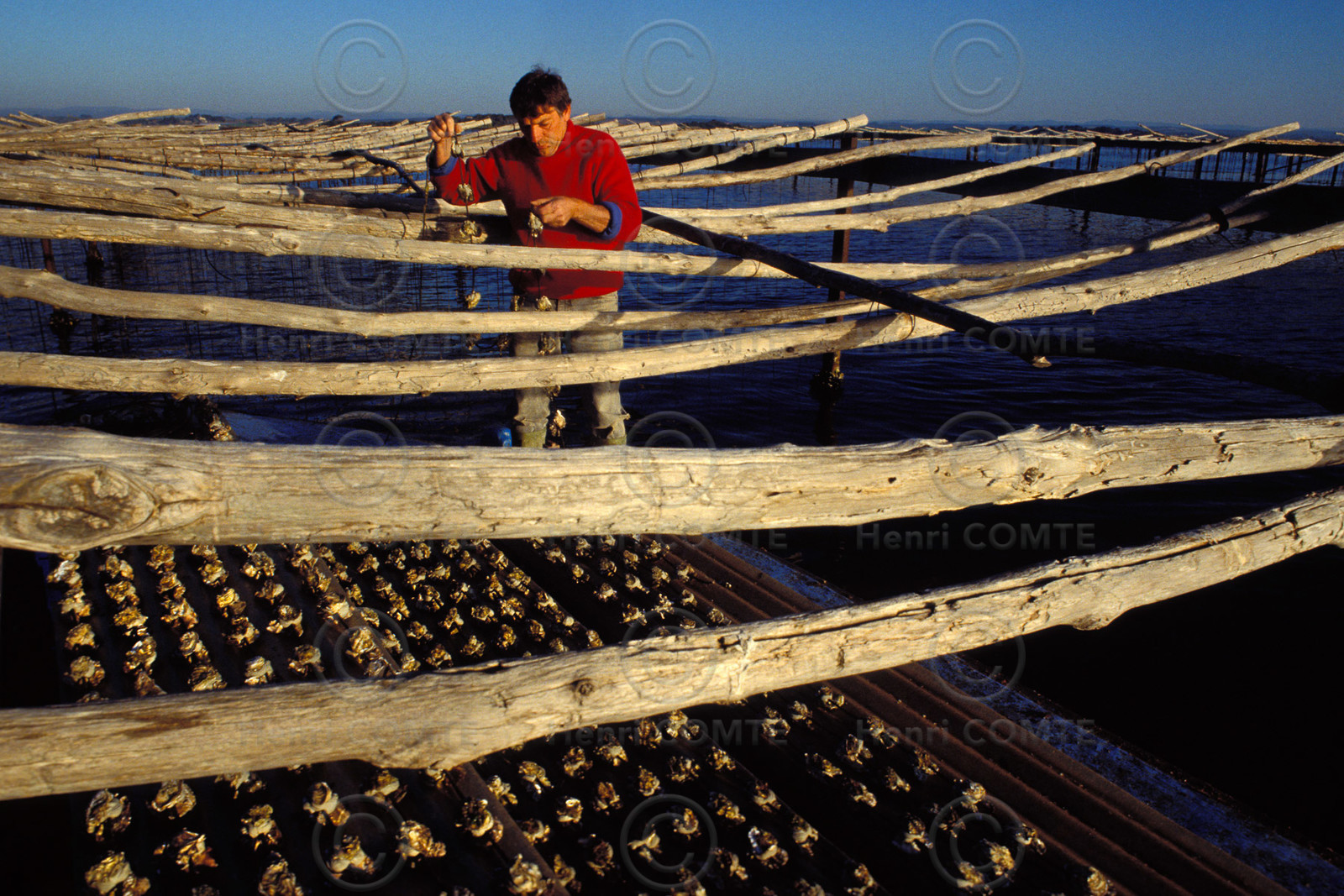 Ostreiculture