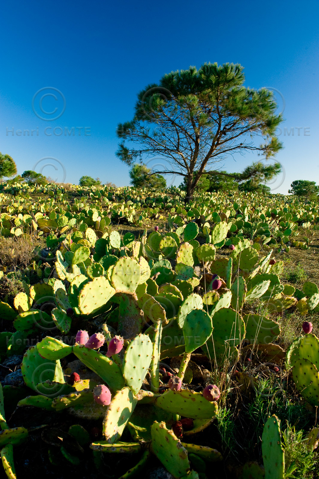 Figues de barbarie