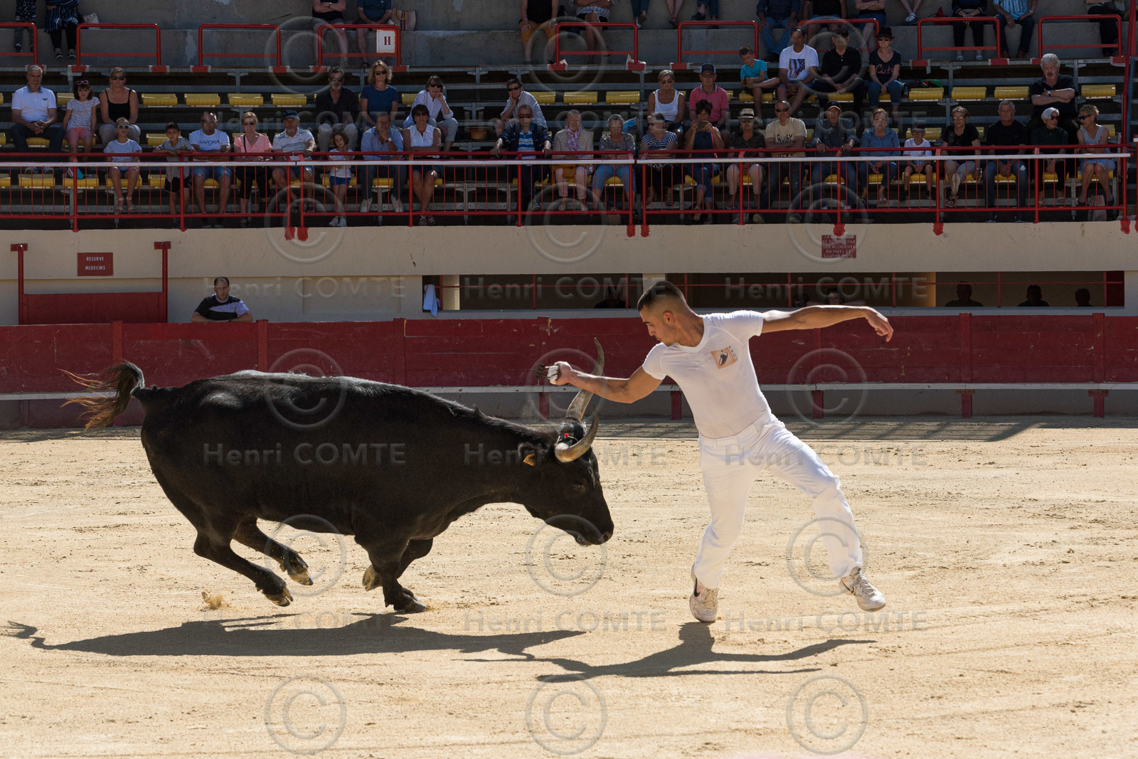 Course camarguaise