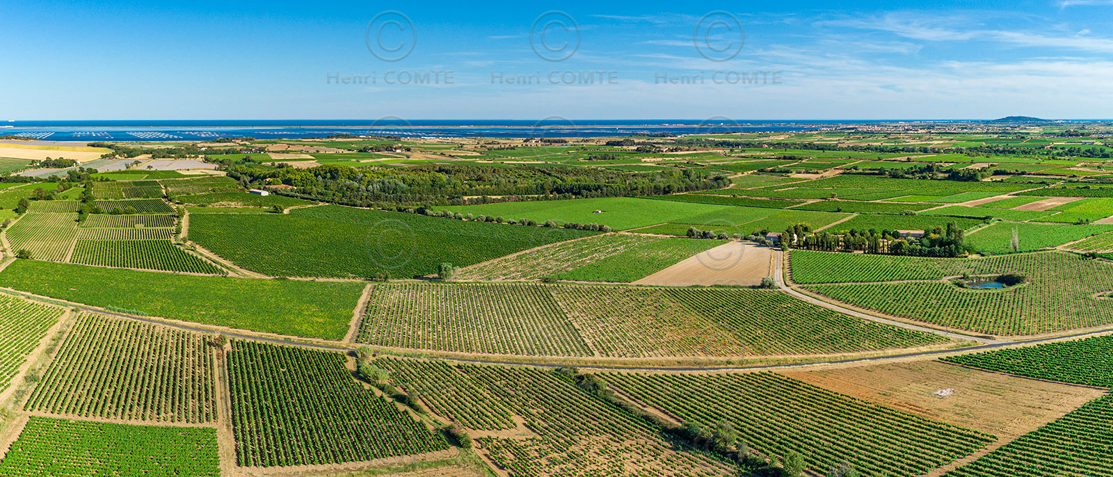Vignes et étang