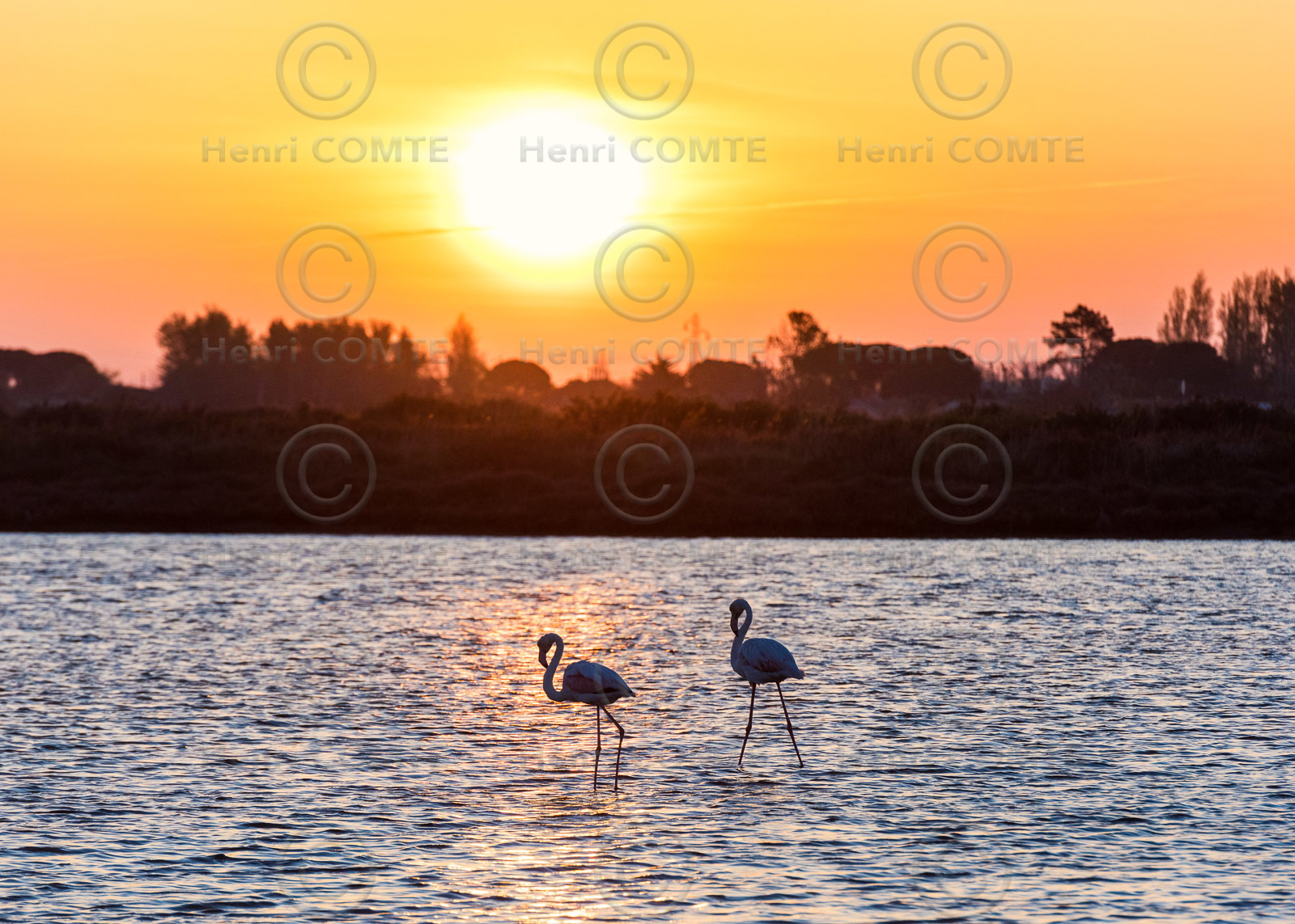 Flamants roses