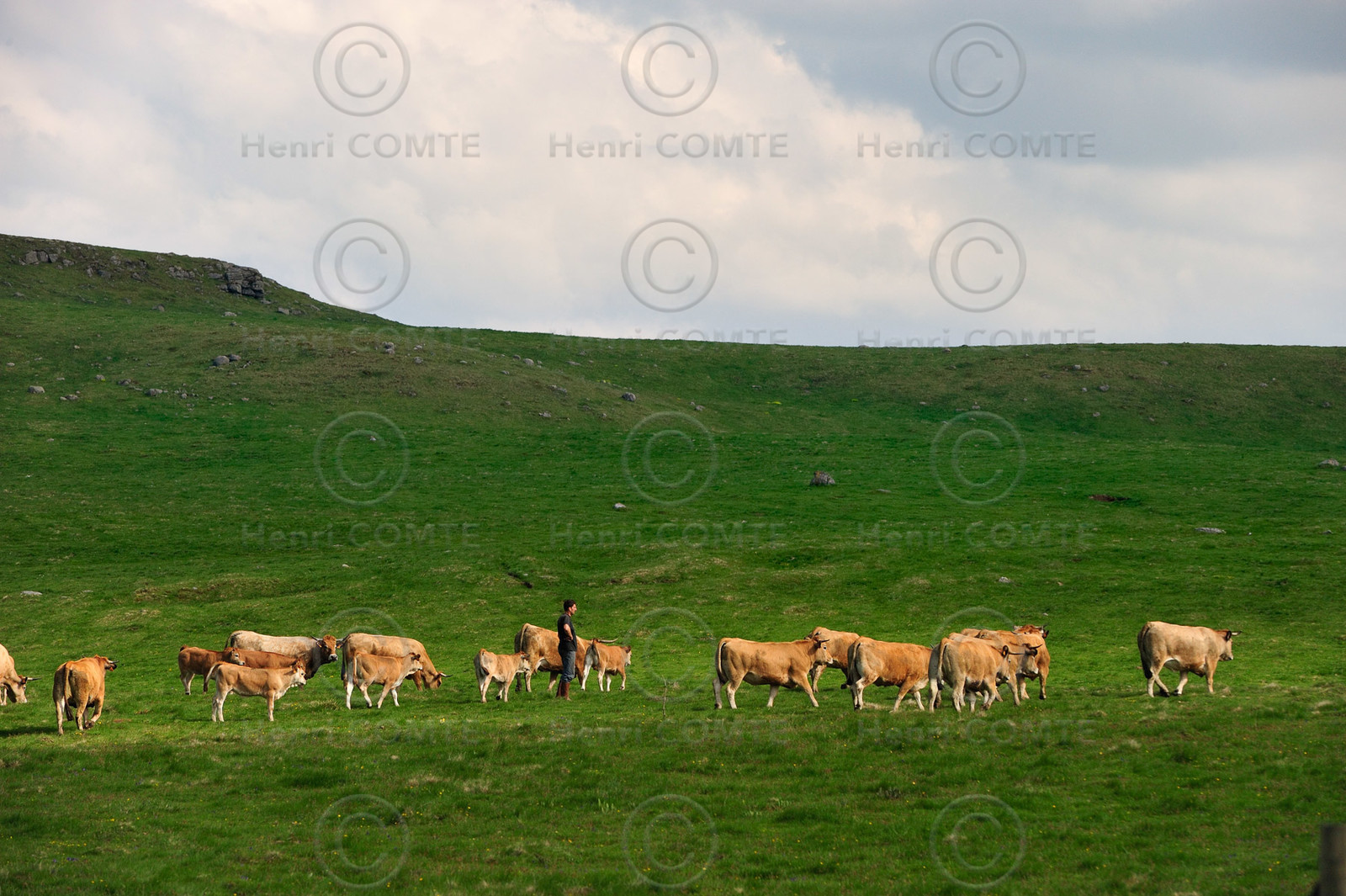 Elevage en Aubrac