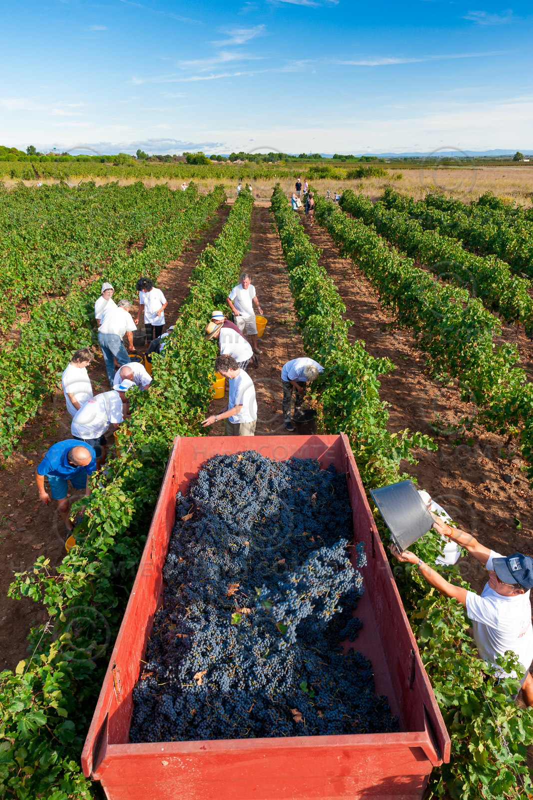 Vendanges