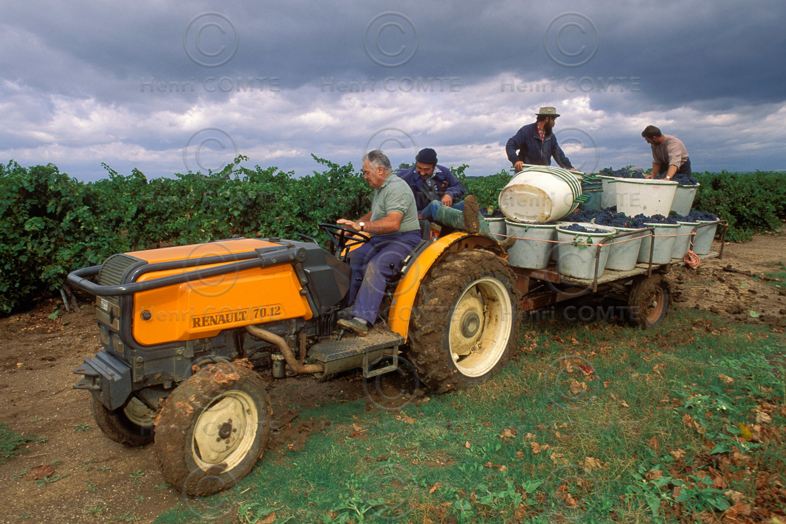 Vendanges