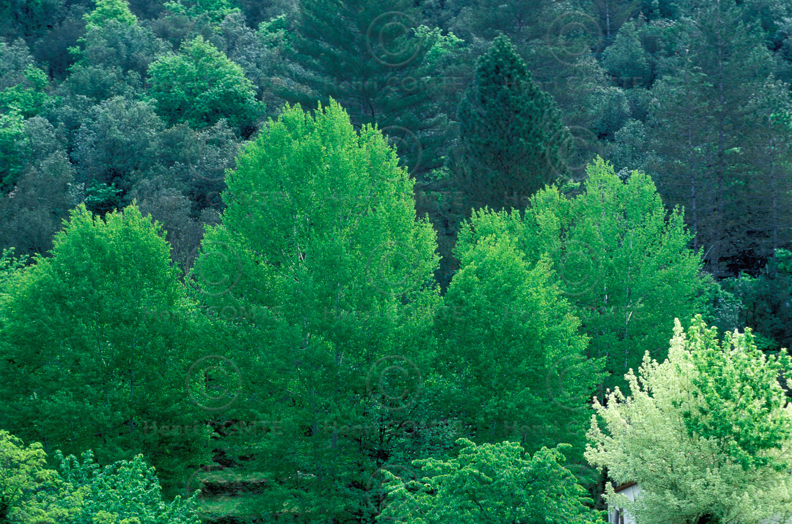 Foret