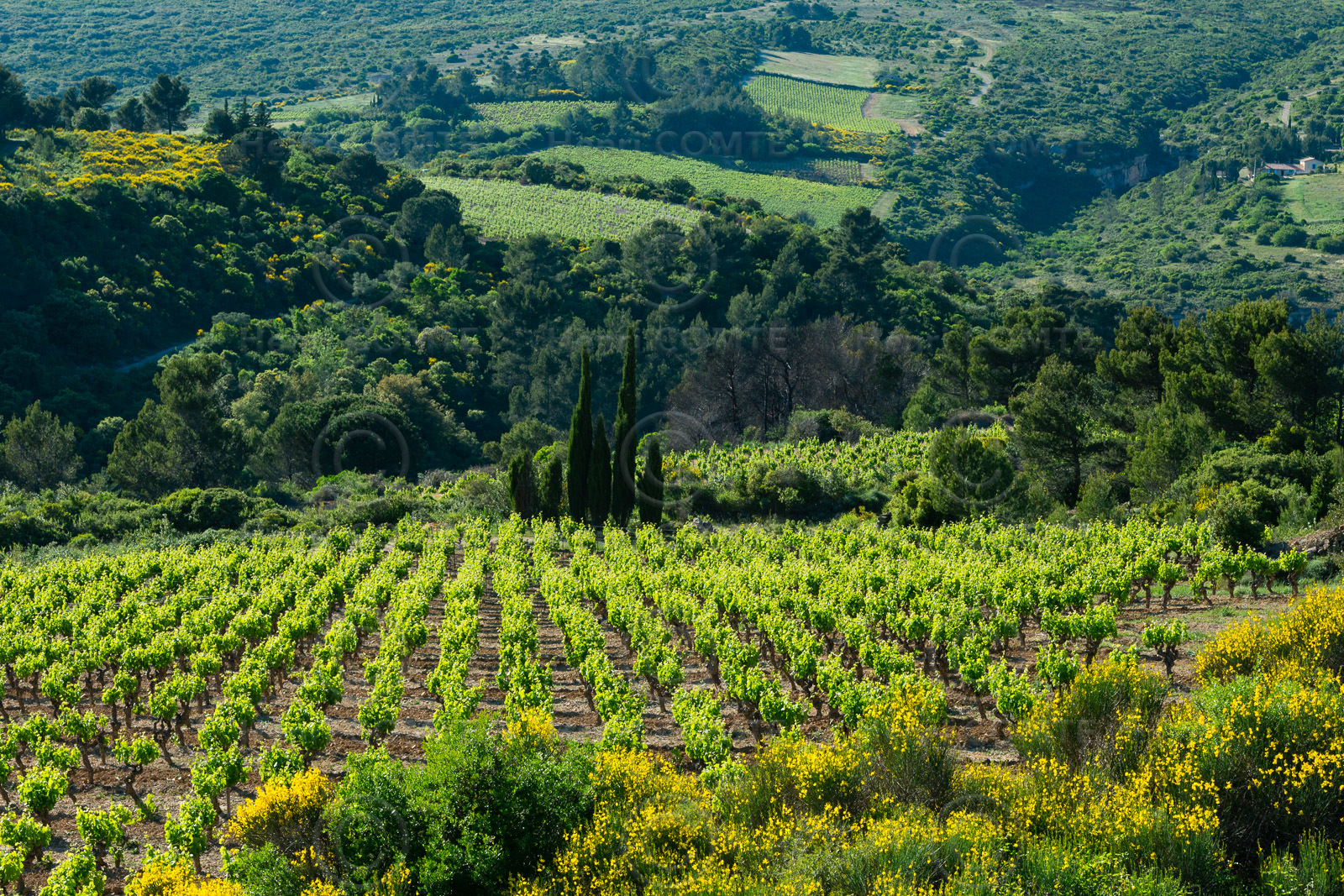 Minervois