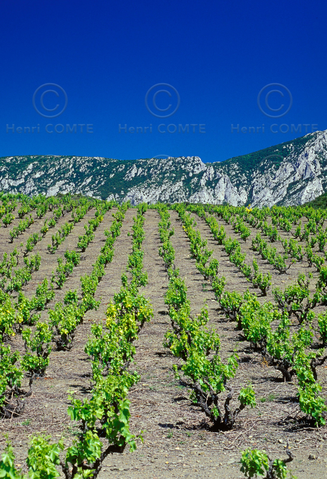 Vignoble du Roussillon