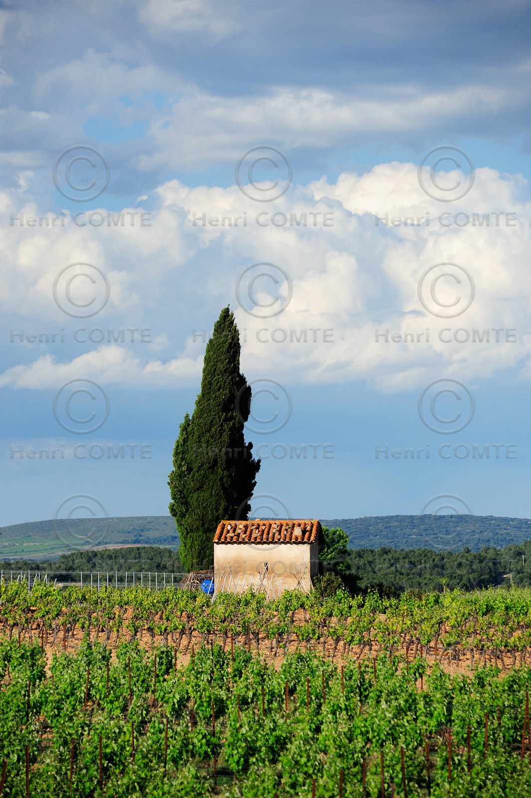 Vignoble de Pinet
