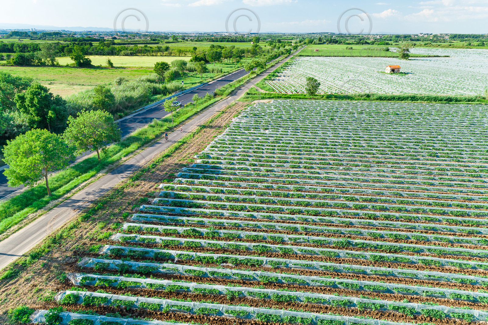 Champs de melons