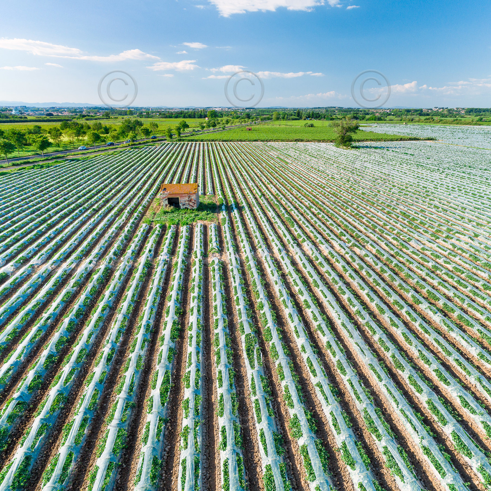 Champs de melons
