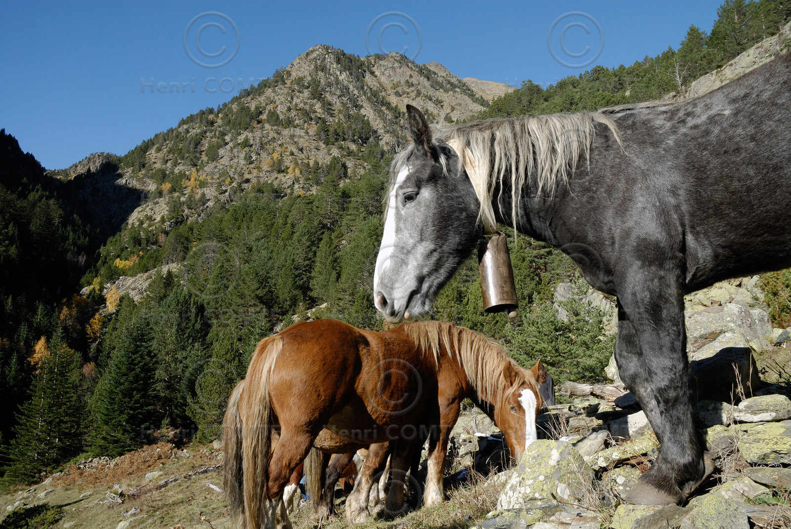 Chevaux