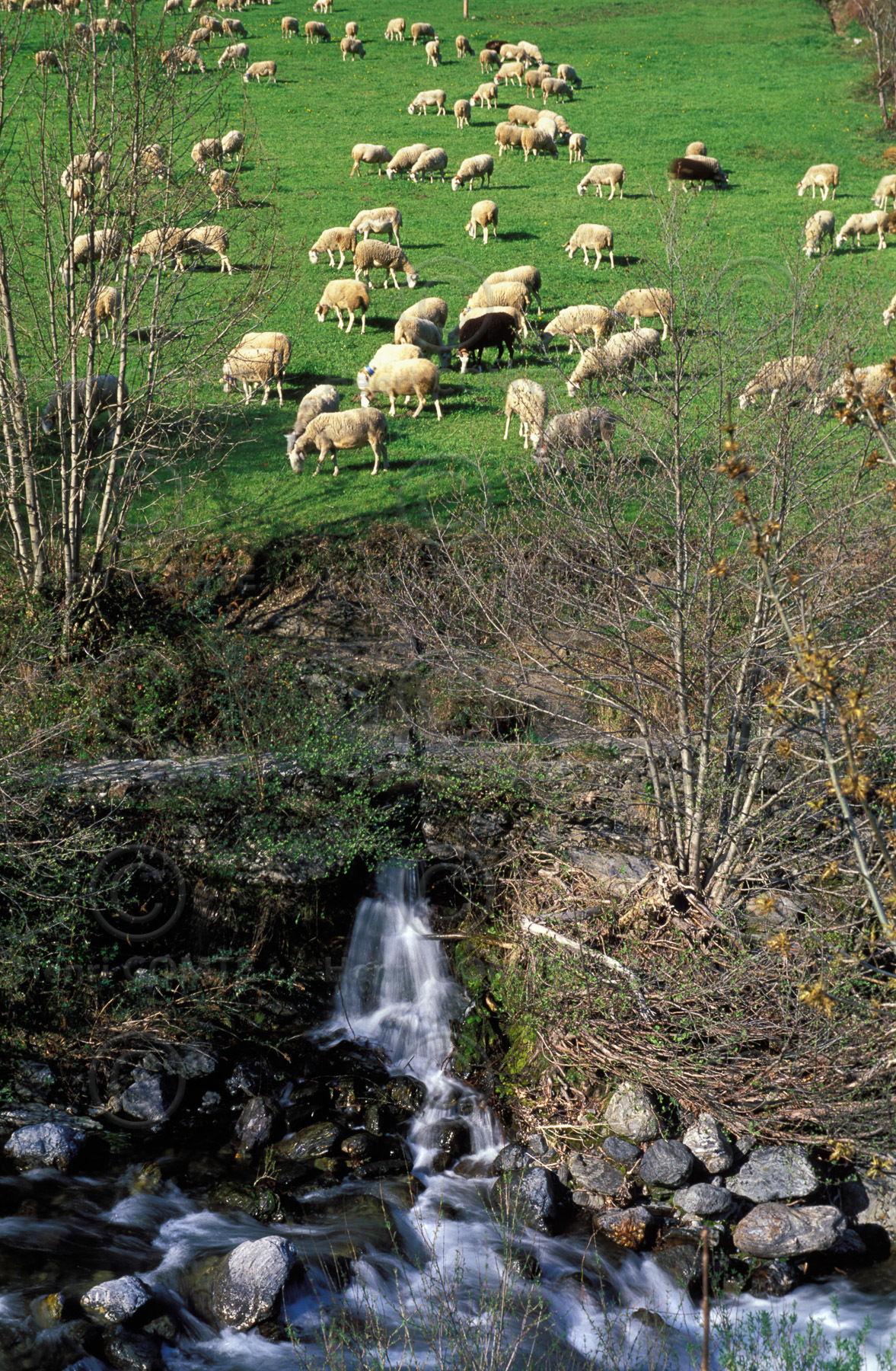 Toupeau de brebis