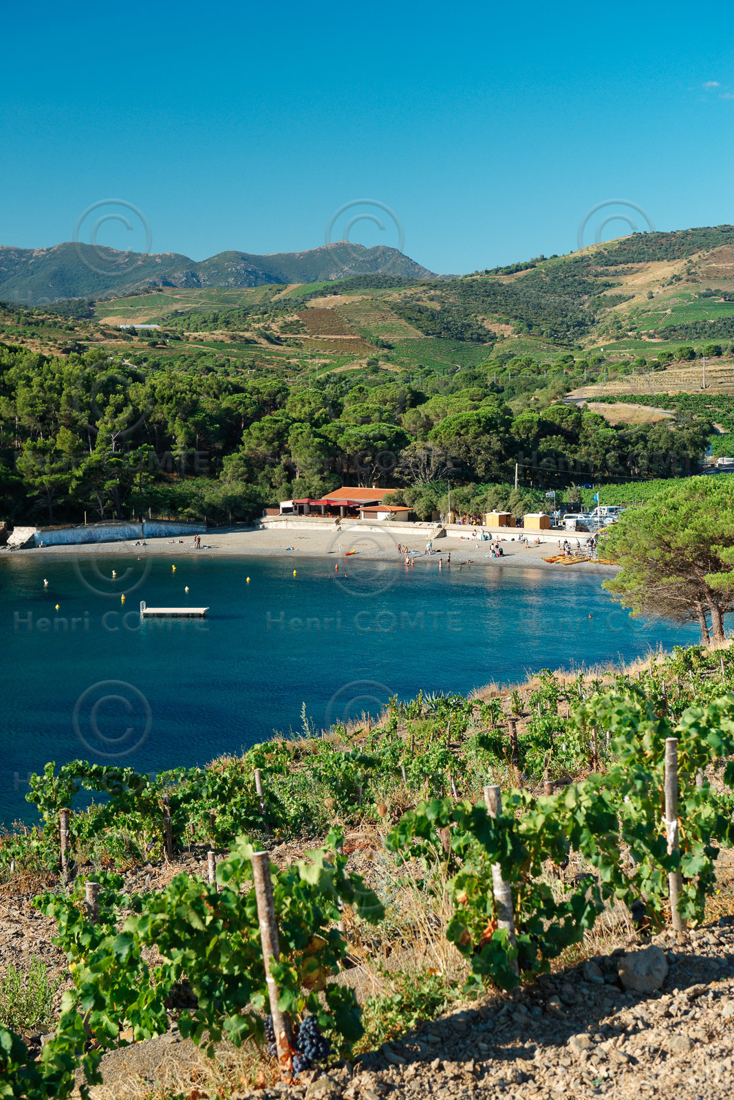 Vignoble du Roussillon