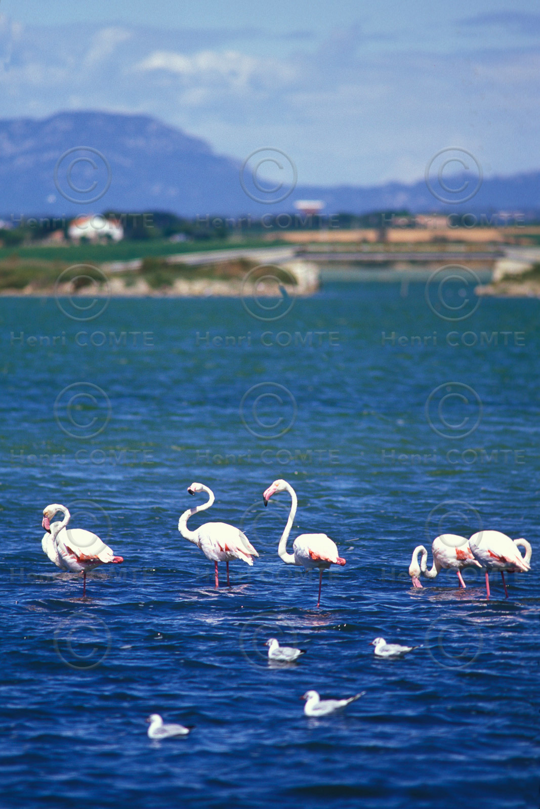 Etang de l'Or