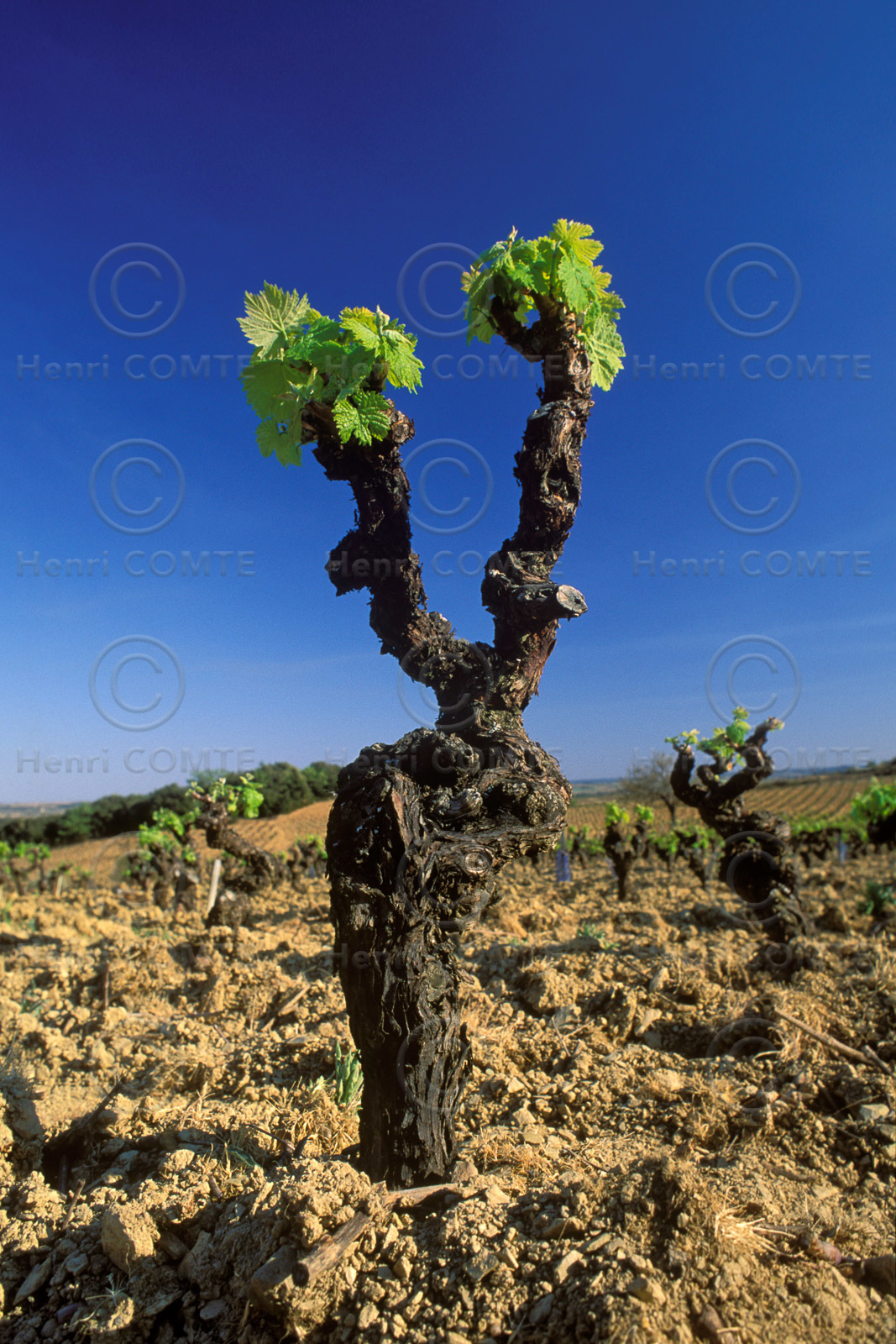 Pied de vigne