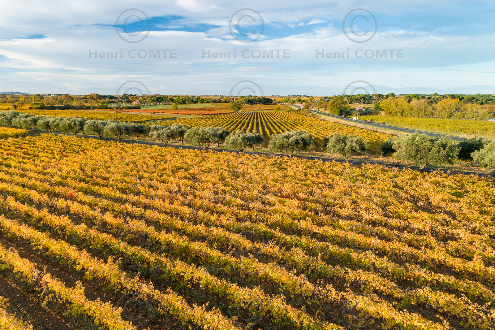 Vignes Automne