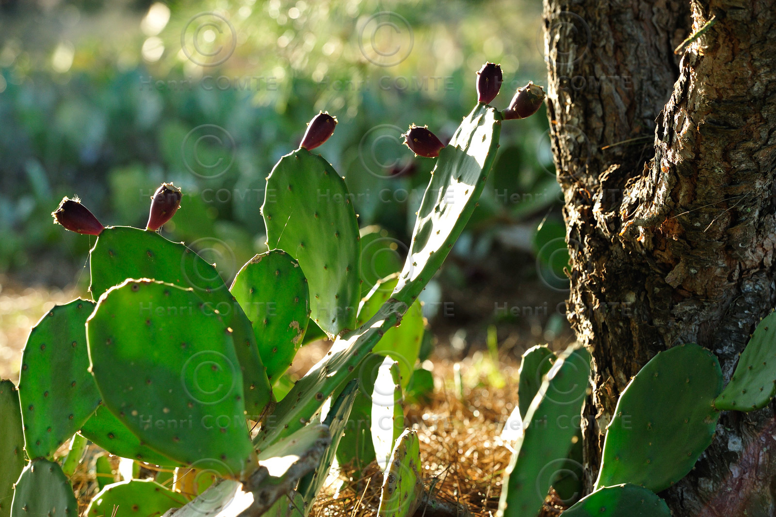 Figues de barbarie