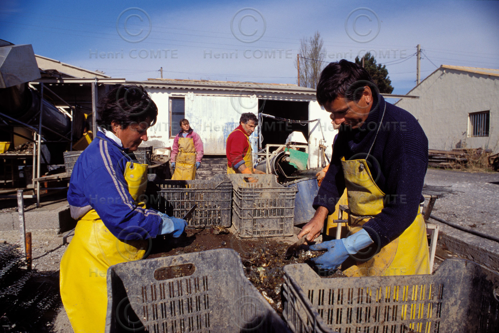 Ostreiculture