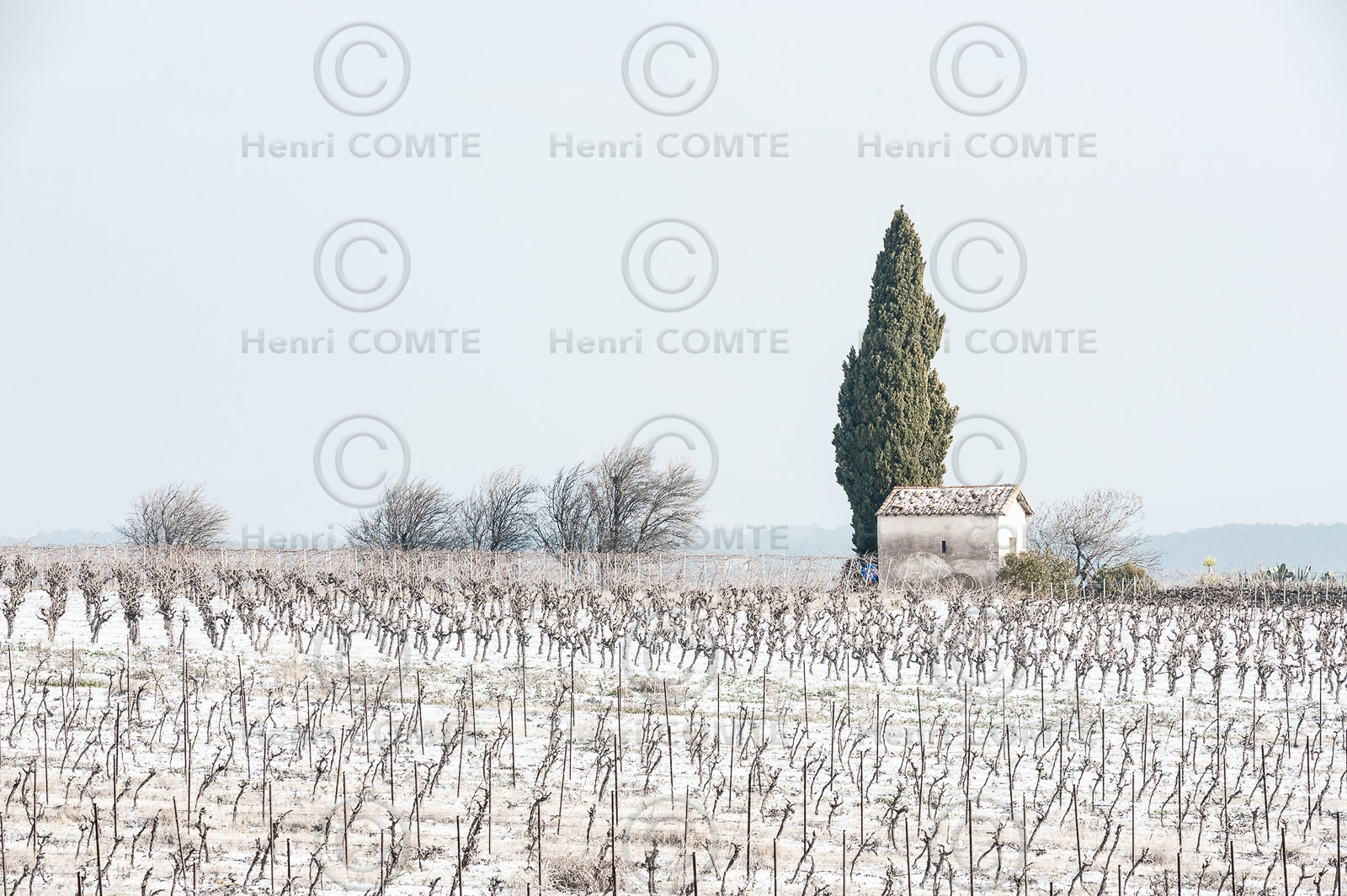Picpoul de Pinet