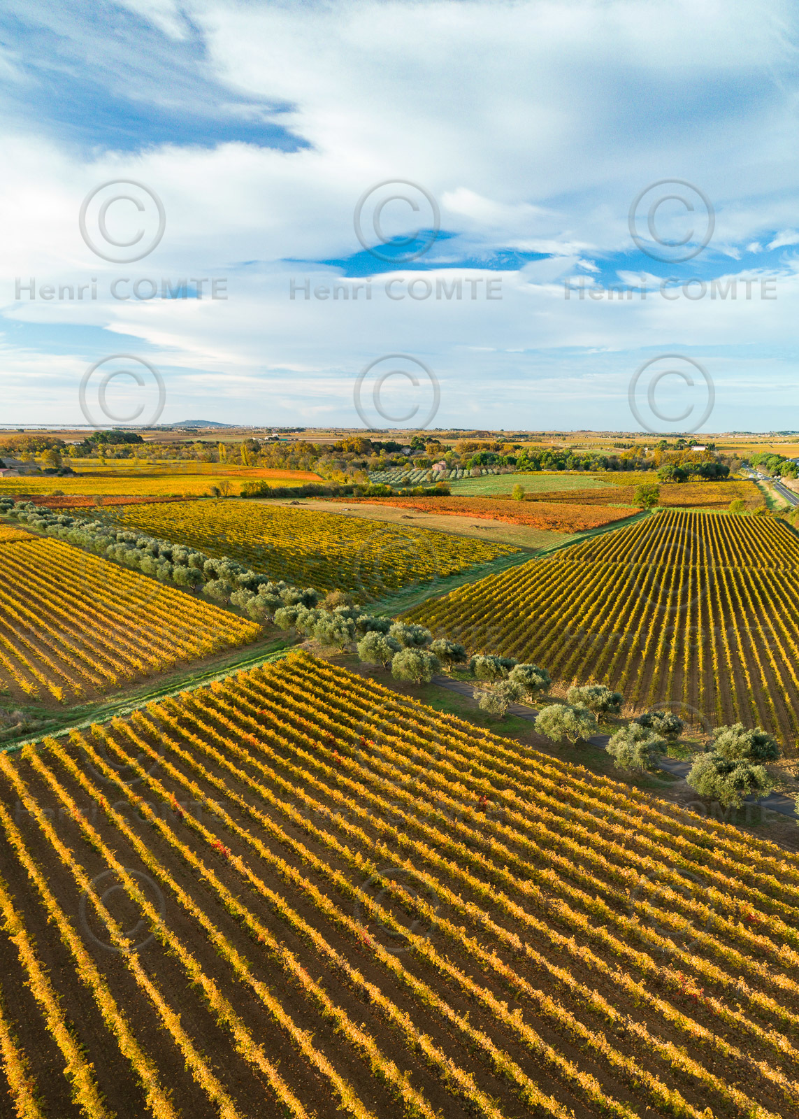 Vignes Automne
