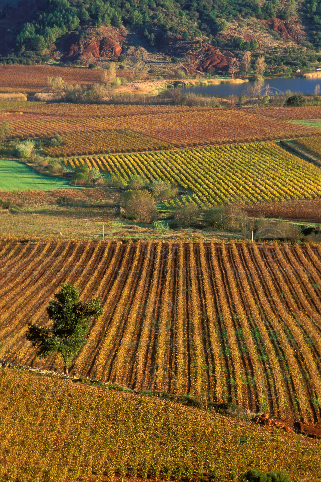Vignoble du Salagou