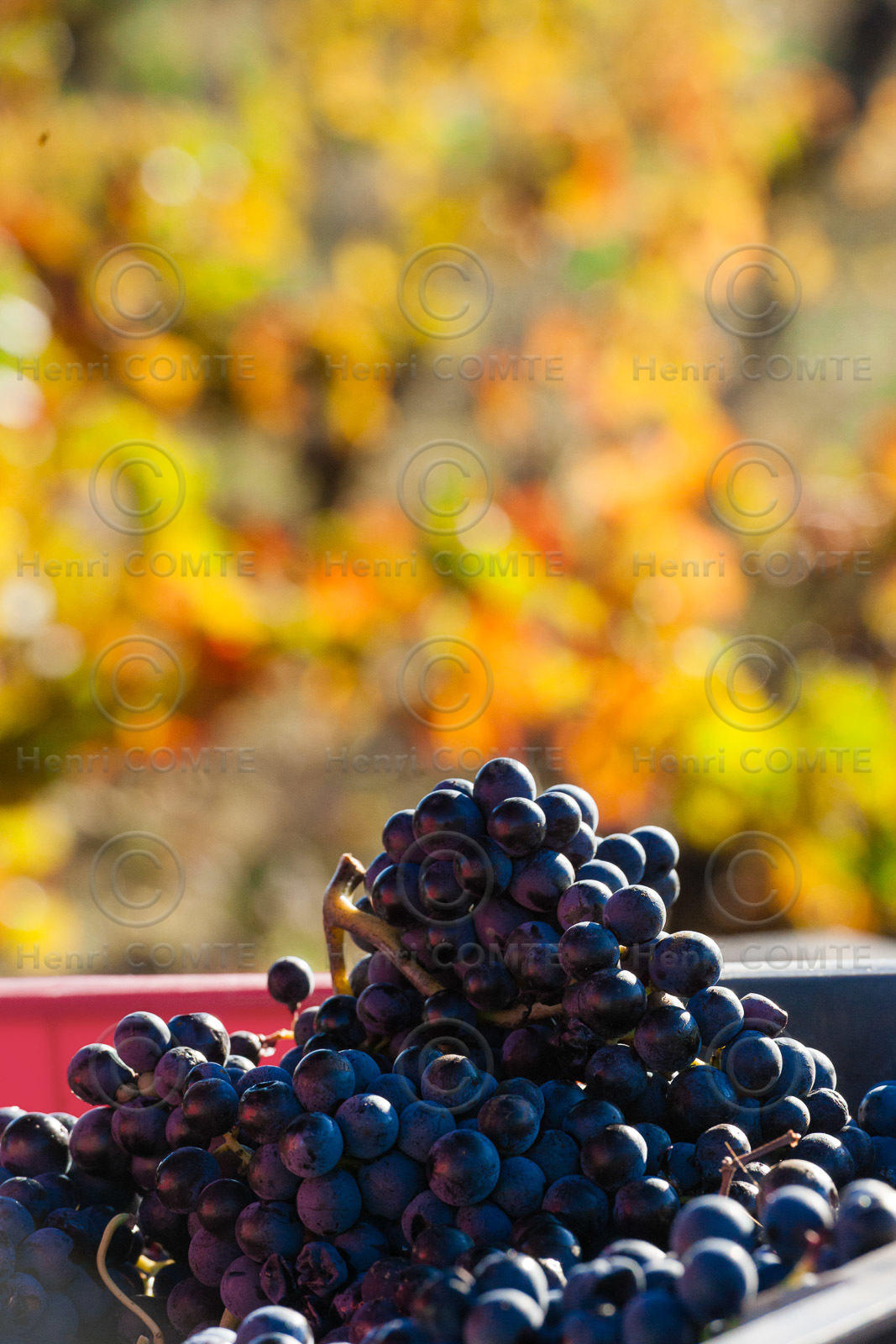 Grappes de raisins