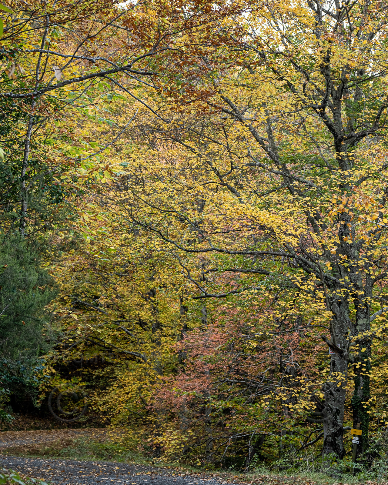 Paysage forestier