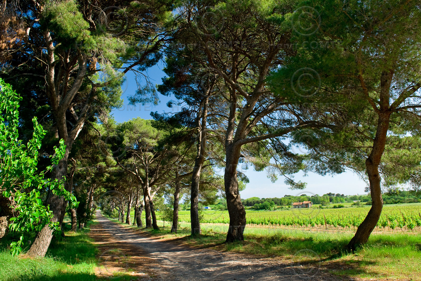 Allée de pins