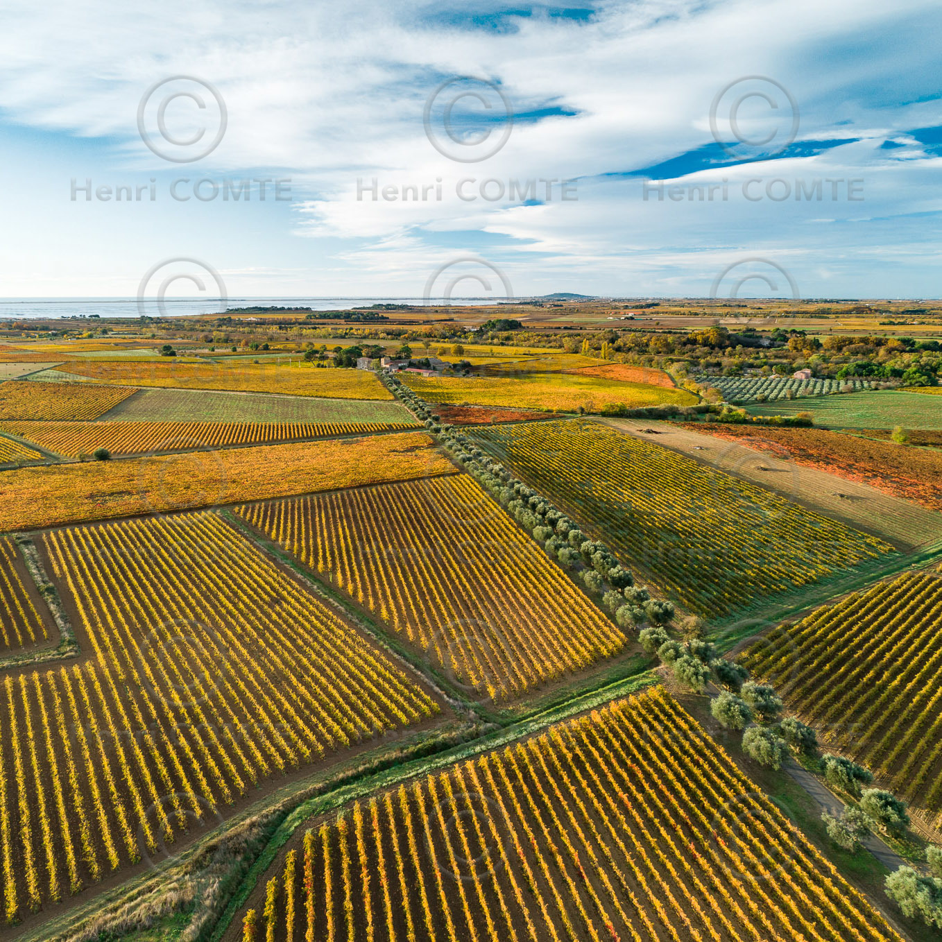 Vignes Automne