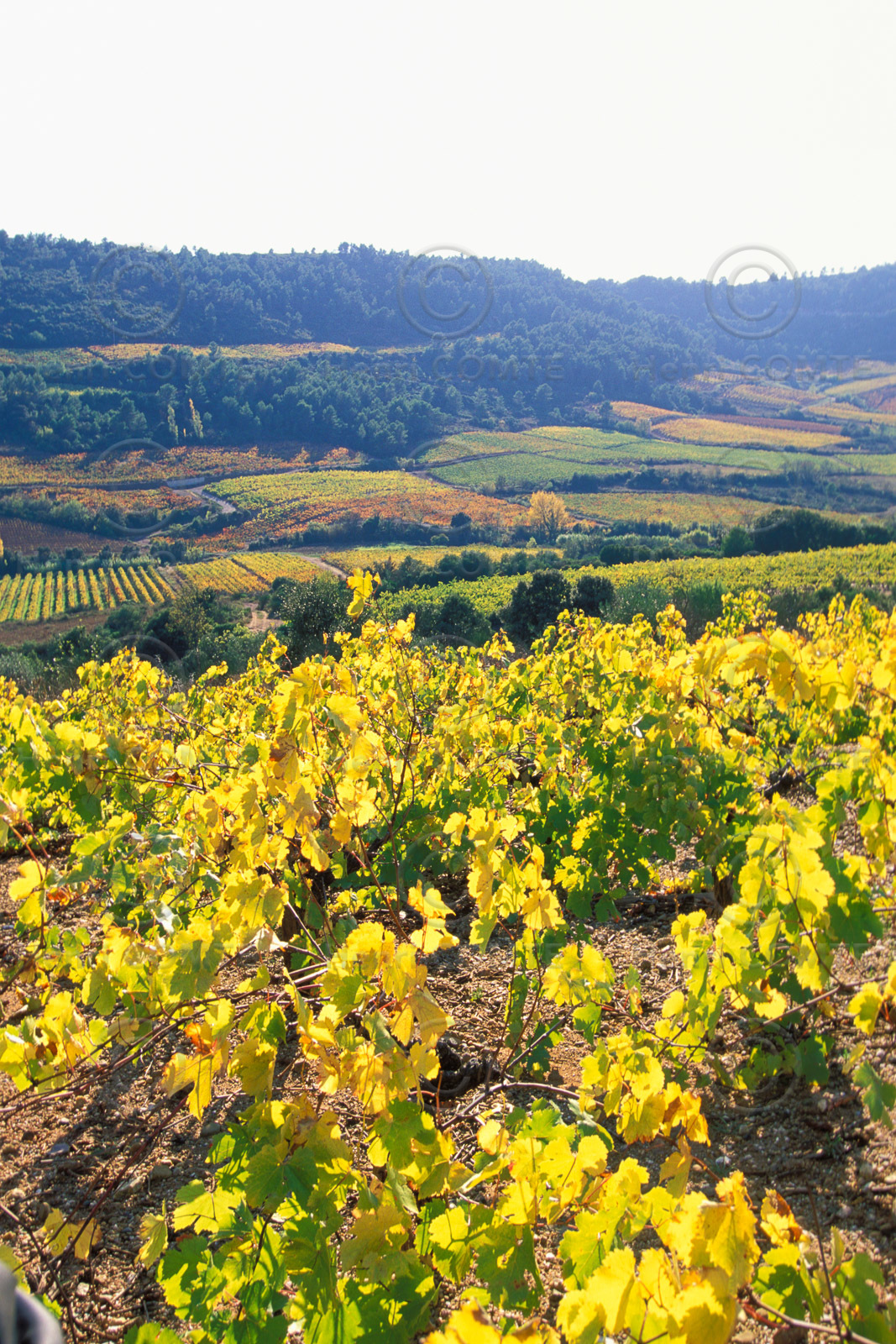 Vignoble Saint Chinian