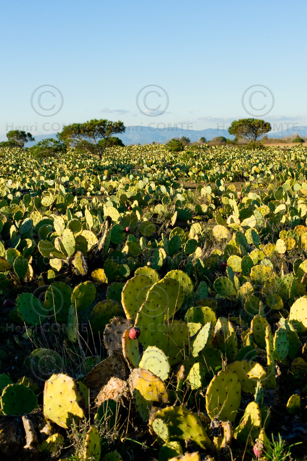 Figues de barbarie