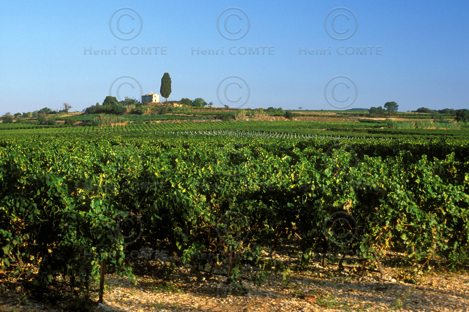 Vignoble - Hérault