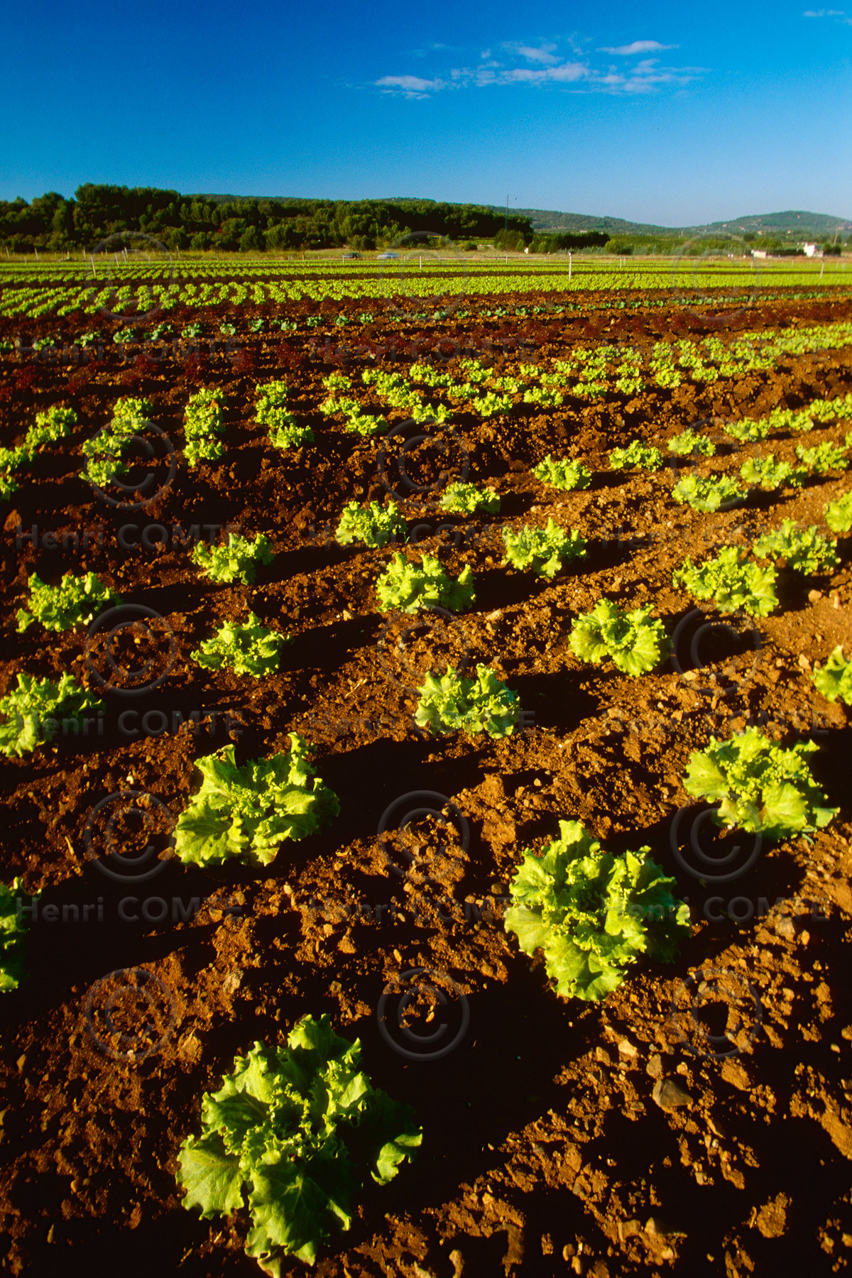Agriculture