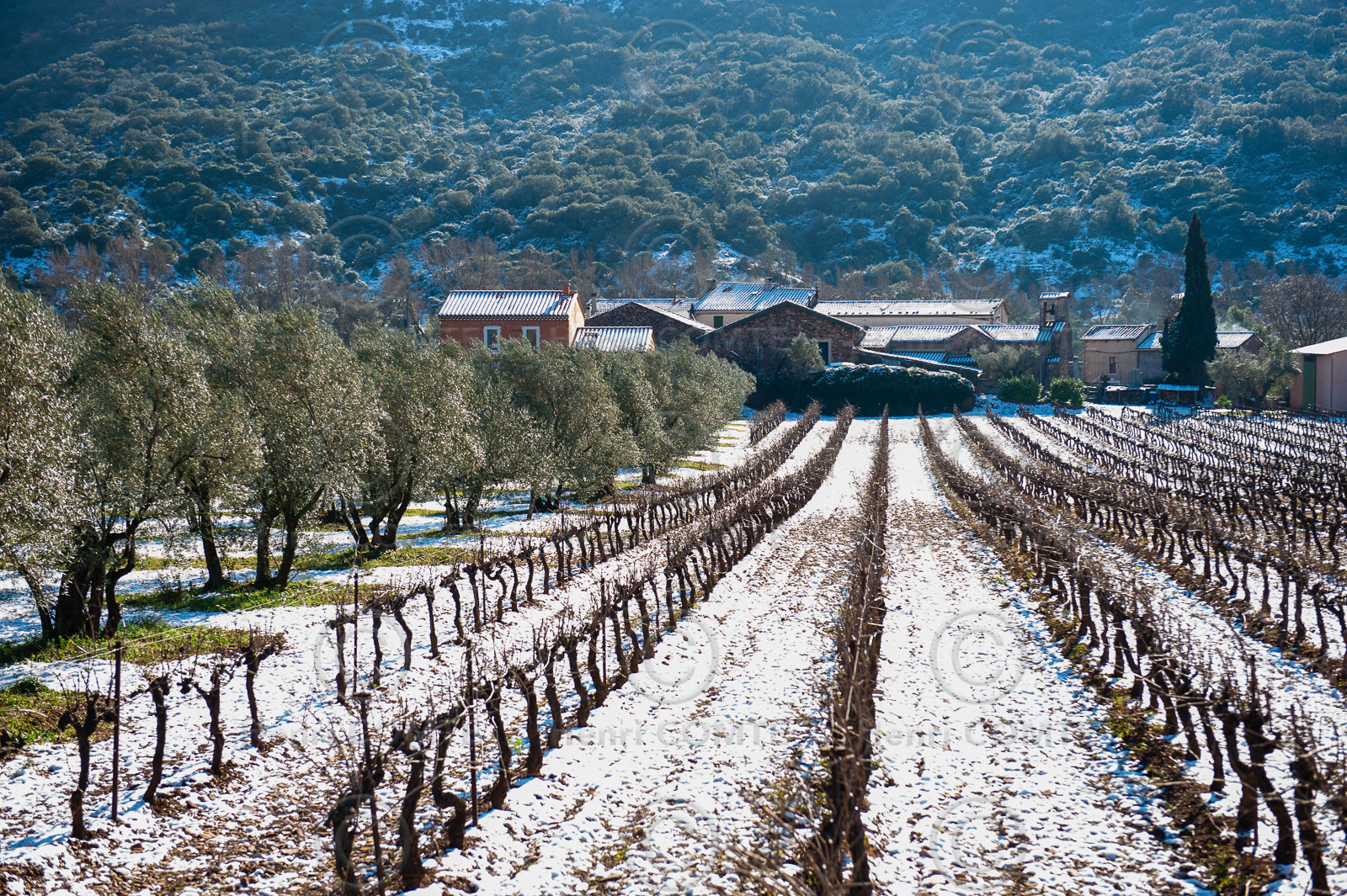 Vignoble du Salagou