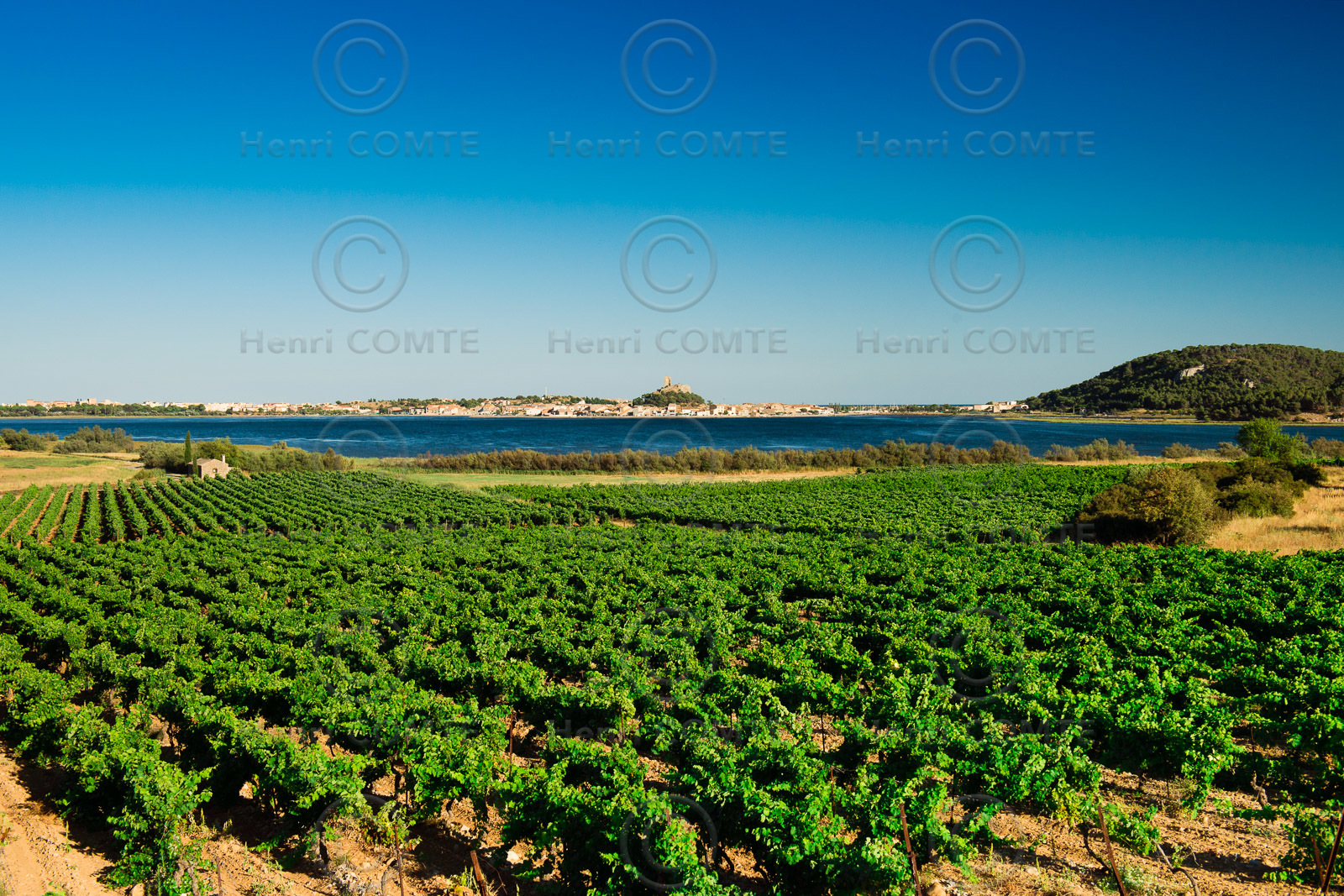 Vignes et Gruissan