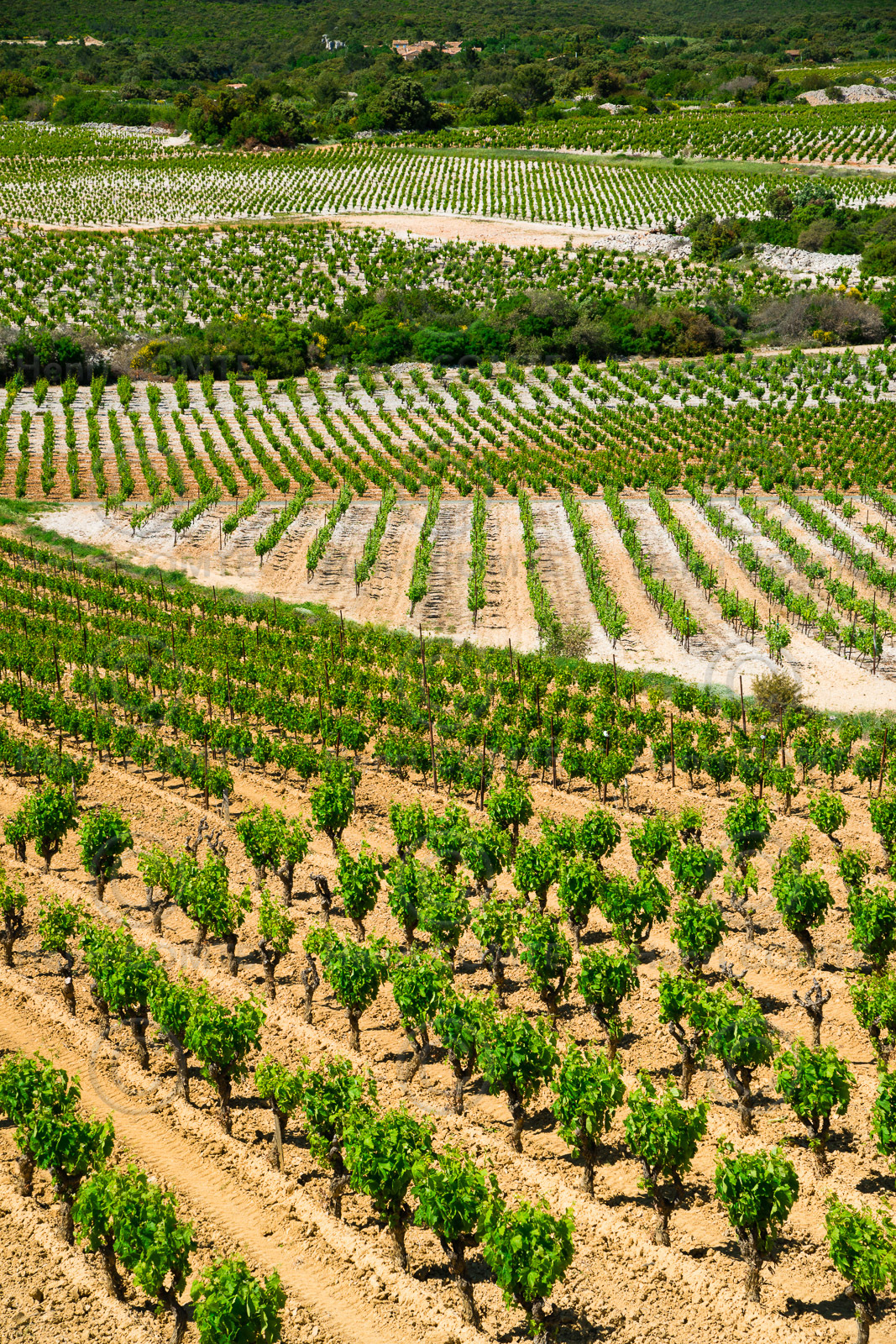 Minervois
