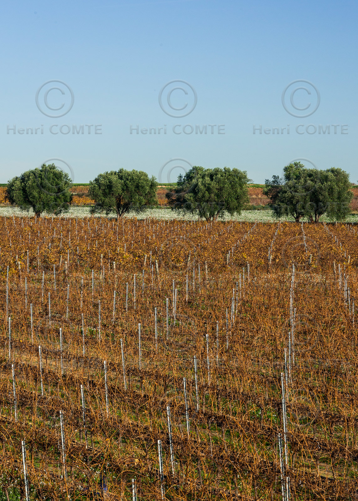 Vignes et Oliviers