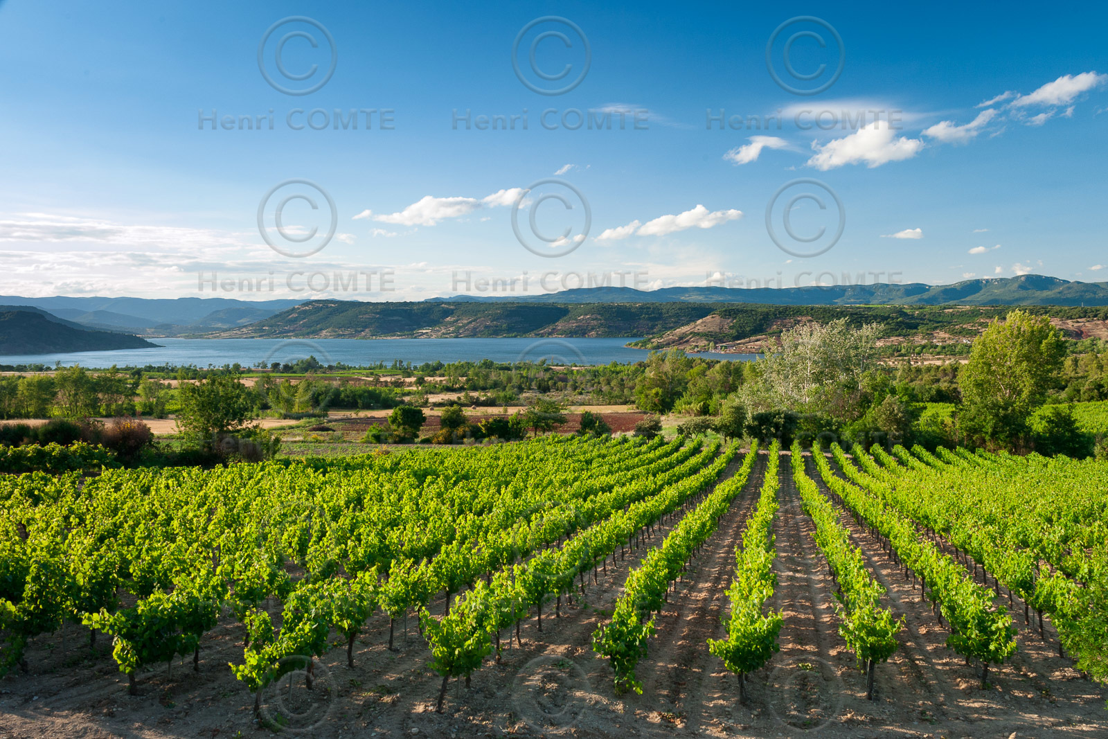 Vignoble Salagou