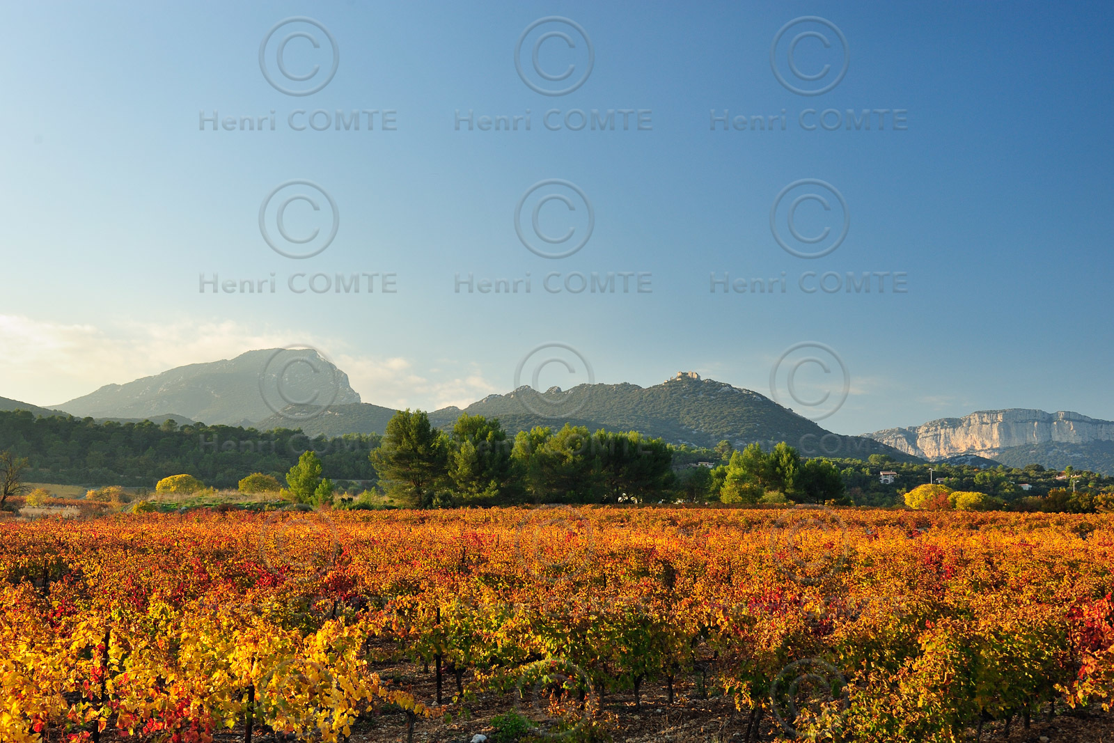 Vignes du pic saint Loup