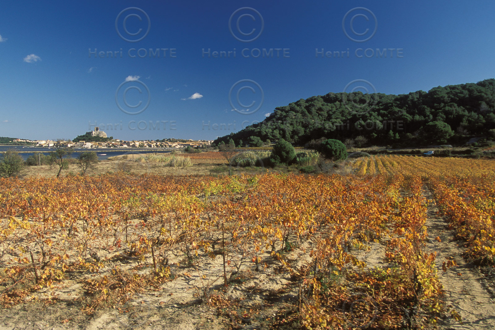 Vignoble des Corbieres