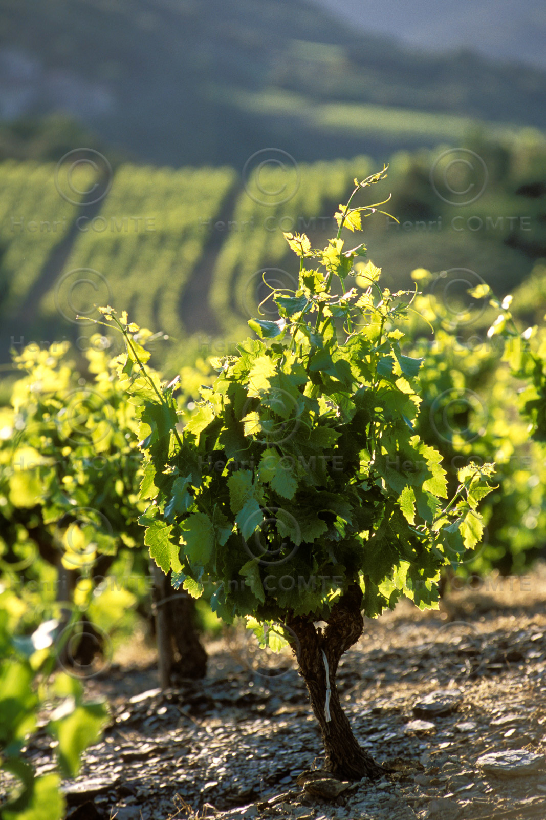 Vignoble Saint Chinian